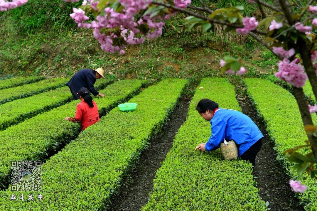 云雾问茶 恩施富硒（云雾富硒茶怎么样）-硒宝网