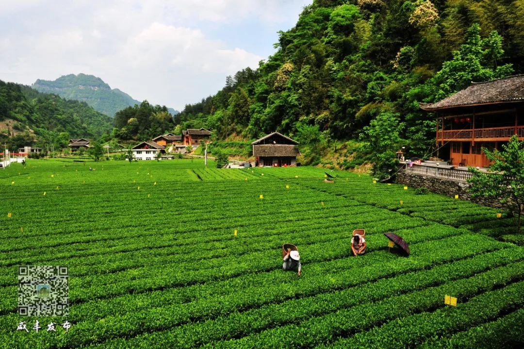 云雾问茶 恩施富硒（云雾富硒茶怎么样）-硒宝网