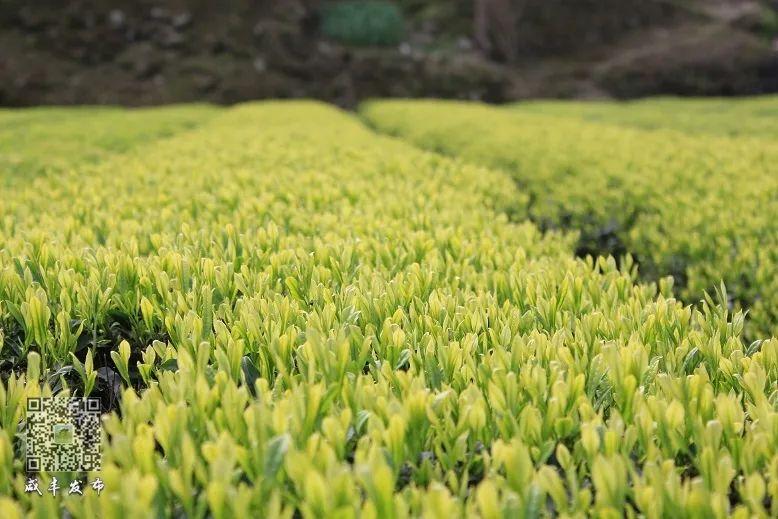 云雾问茶 恩施富硒（云雾富硒茶怎么样）-硒宝网