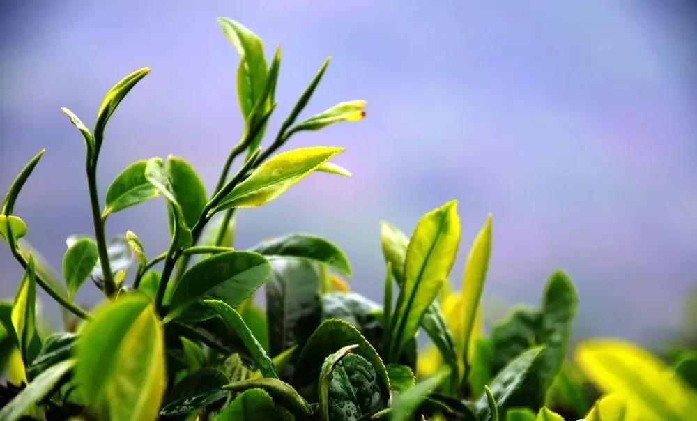 安康富硒茶在线直播（安康富硒茶的功效与作用）-硒宝网