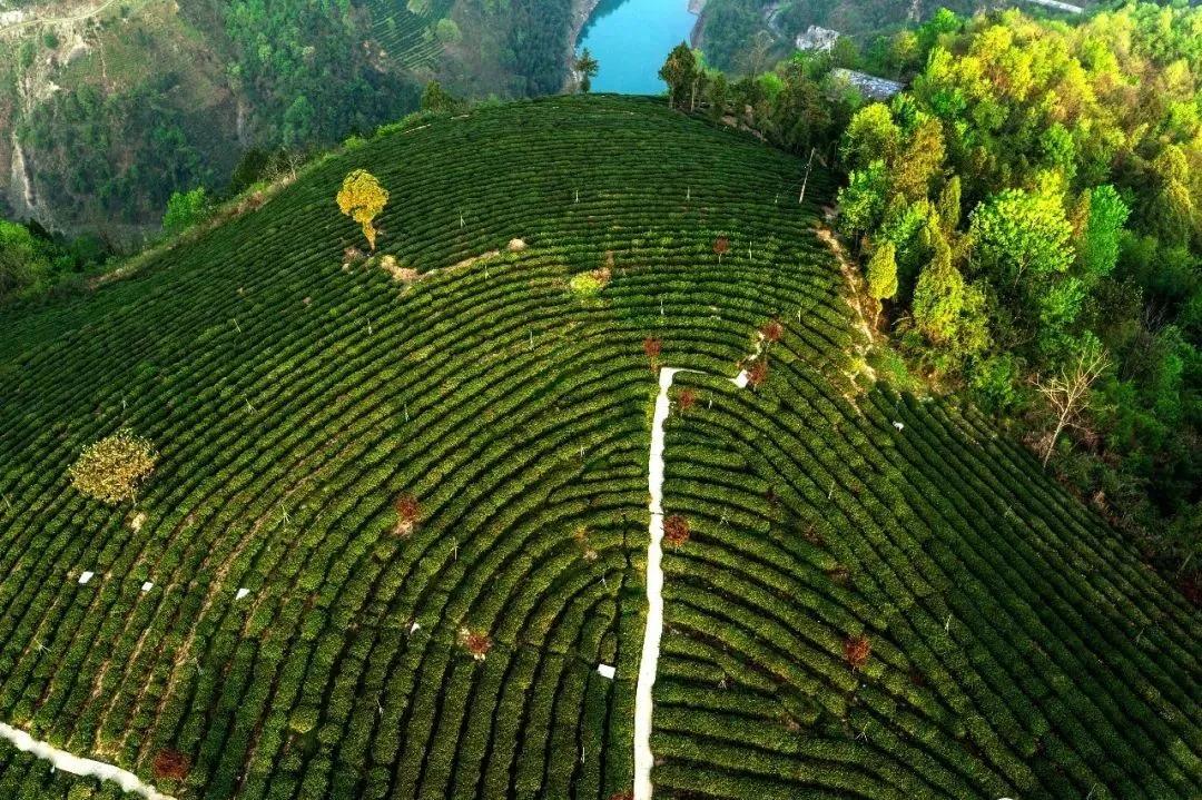 安康富硒茶在线直播（安康富硒茶的功效与作用）-硒宝网