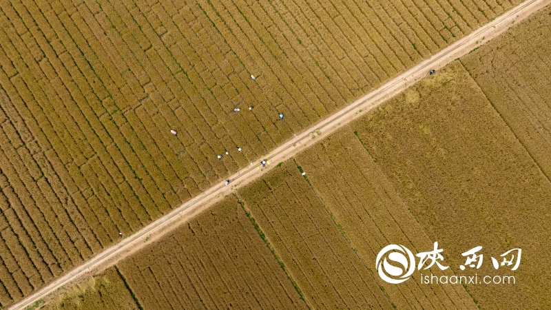 直播安康紫阳富硒茶（陕西安康紫阳茶叶）-硒宝网