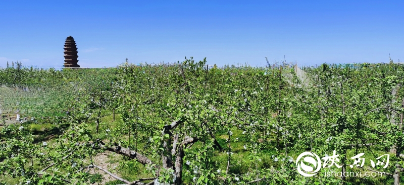 直播安康紫阳富硒茶（陕西安康紫阳茶叶）-硒宝网