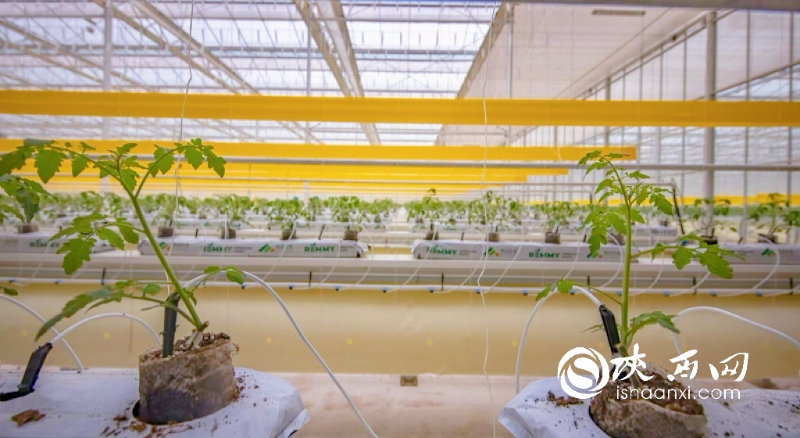 直播安康紫阳富硒茶（陕西安康紫阳茶叶）-硒宝网