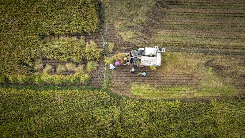 直播安康紫阳富硒茶（陕西安康紫阳茶叶）-硒宝网
