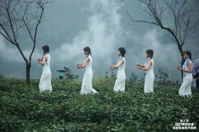 直播安康紫阳富硒茶（安康紫阳富硒茶价格）-硒宝网