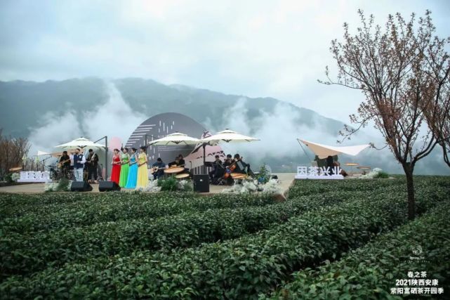 直播安康紫阳富硒茶（安康紫阳富硒茶价格）-硒宝网