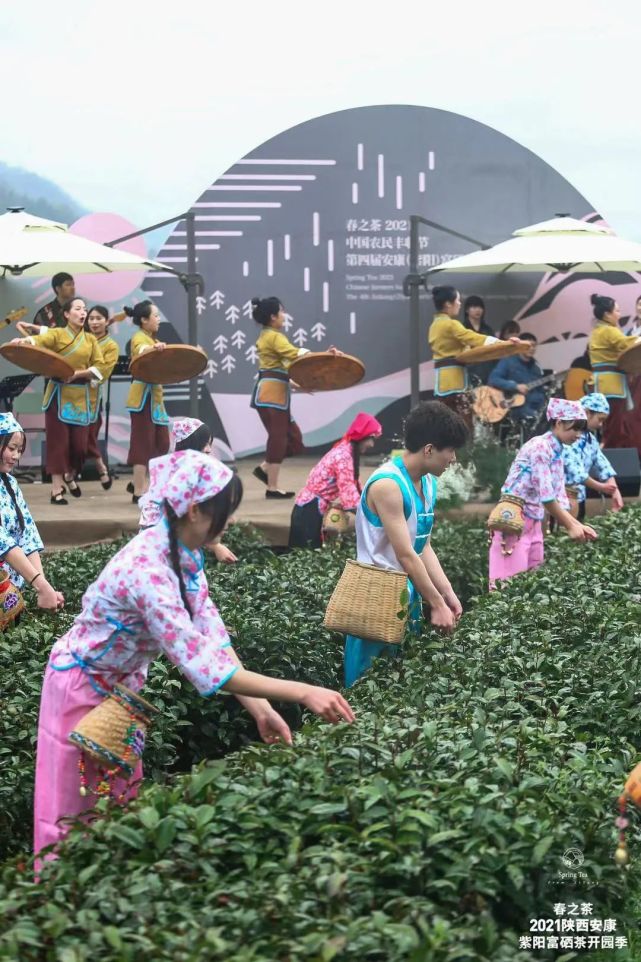 直播安康紫阳富硒茶（安康紫阳富硒茶价格）-硒宝网