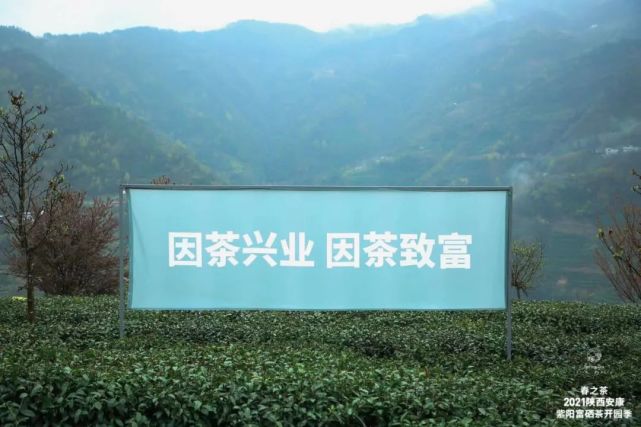 直播安康紫阳富硒茶（安康紫阳富硒茶价格）-硒宝网