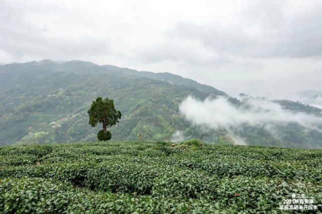 直播安康紫阳富硒茶（安康紫阳富硒茶价格）-硒宝网