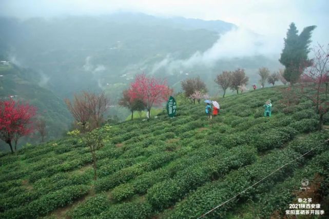 直播安康紫阳富硒茶（安康紫阳富硒茶价格）-硒宝网