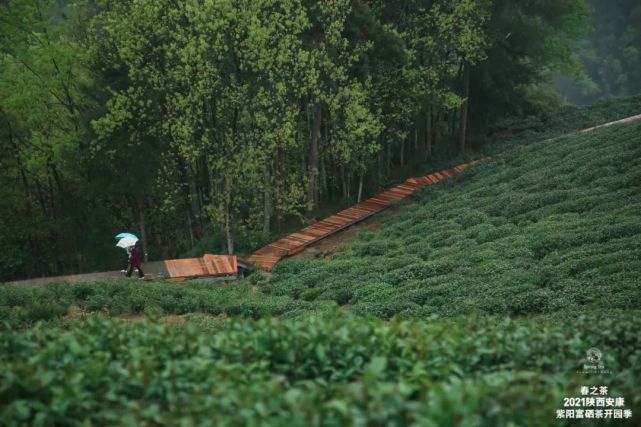 直播安康紫阳富硒茶（安康紫阳富硒茶价格）-硒宝网