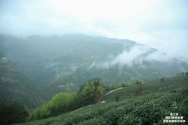 直播安康紫阳富硒茶（安康紫阳富硒茶价格）-硒宝网