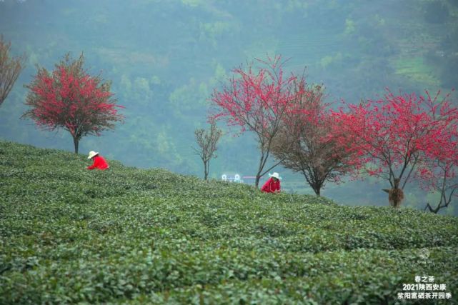 直播安康紫阳富硒茶（安康紫阳富硒茶价格）-硒宝网