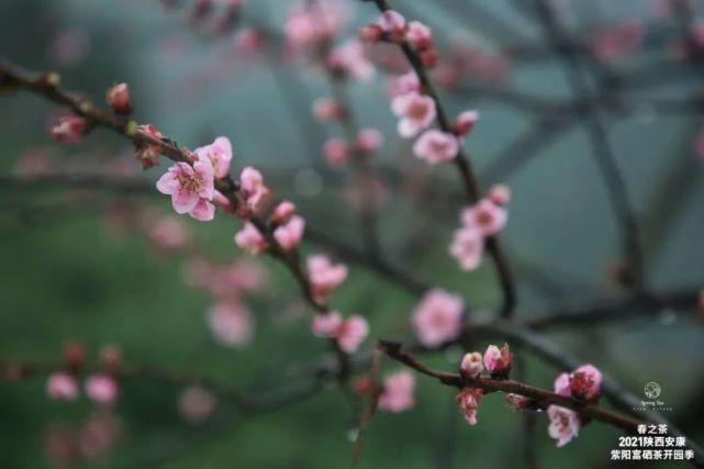 直播安康紫阳富硒茶（安康紫阳富硒茶价格）-硒宝网