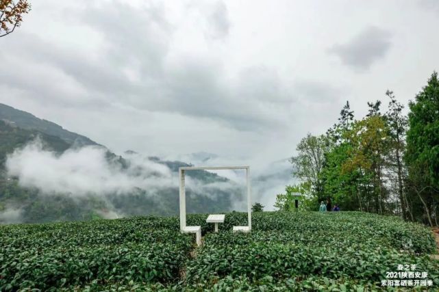 直播安康紫阳富硒茶（安康紫阳富硒茶价格）-硒宝网