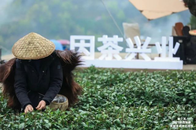 直播安康紫阳富硒茶（安康紫阳富硒茶价格）-硒宝网