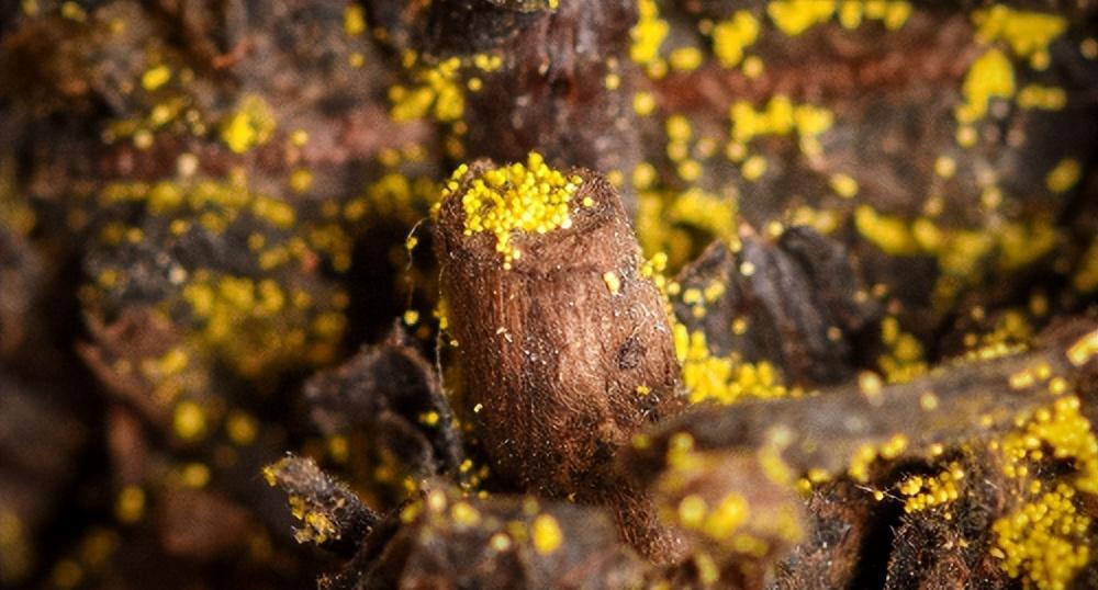 怎样挑选紫阳富硒茶(紫阳富硒茶哪个牌子好)-硒宝网