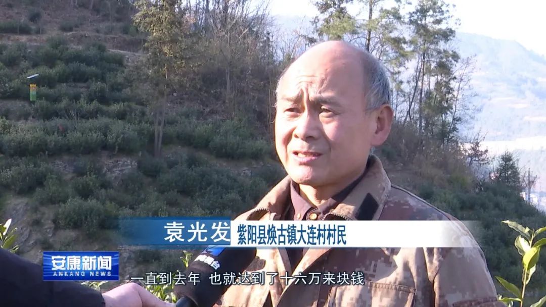 紫阳富硒茶采摘过程(紫阳富硒茶采摘时间)-硒宝网