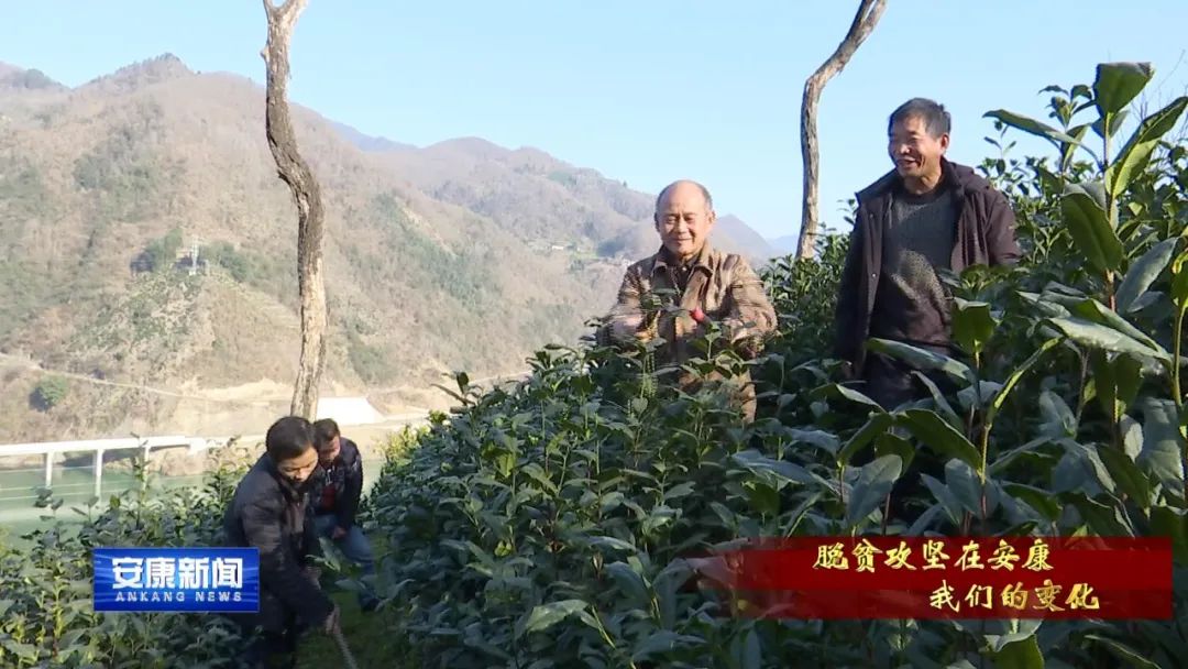 紫阳富硒茶采摘过程(紫阳富硒茶采摘时间)-硒宝网
