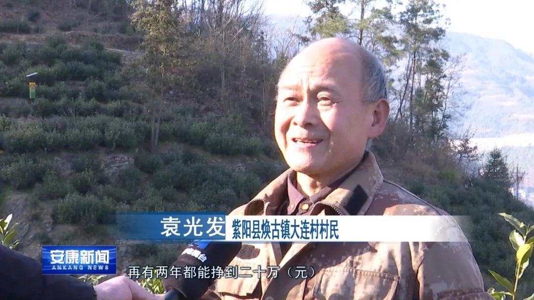 紫阳富硒茶采摘过程(紫阳富硒茶采摘时间)-硒宝网