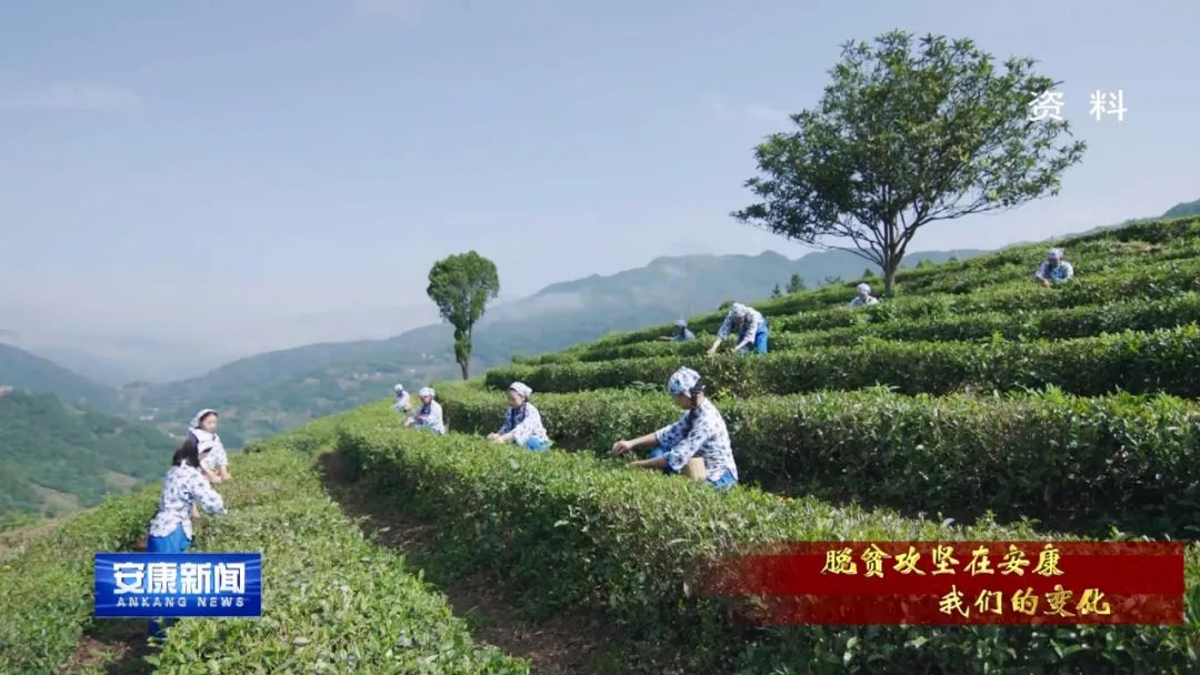 紫阳富硒茶采摘过程(紫阳富硒茶采摘时间)-硒宝网