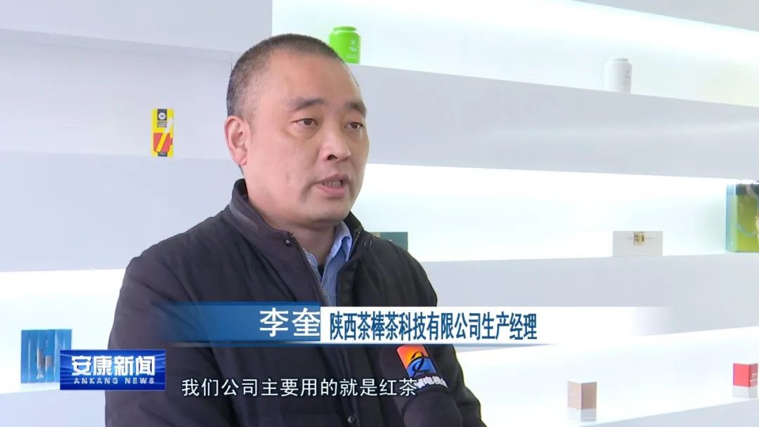 紫阳富硒茶采摘过程(紫阳富硒茶采摘时间)-硒宝网