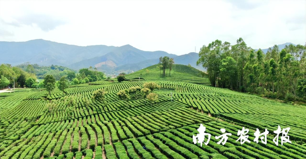 富硒茶啤酒代理选择（富硒茶啤酒多少钱）-硒宝网