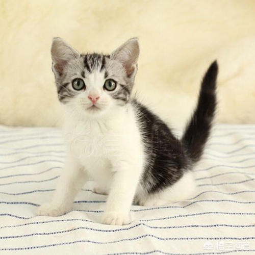 猫补钙(猫补钙的食物有哪些)-硒宝网