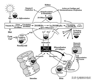 猫补钙(猫补钙的食物有哪些)-硒宝网