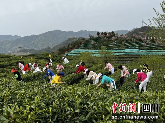 高山富硒生态有机茶（高山生态茶的功效）-硒宝网