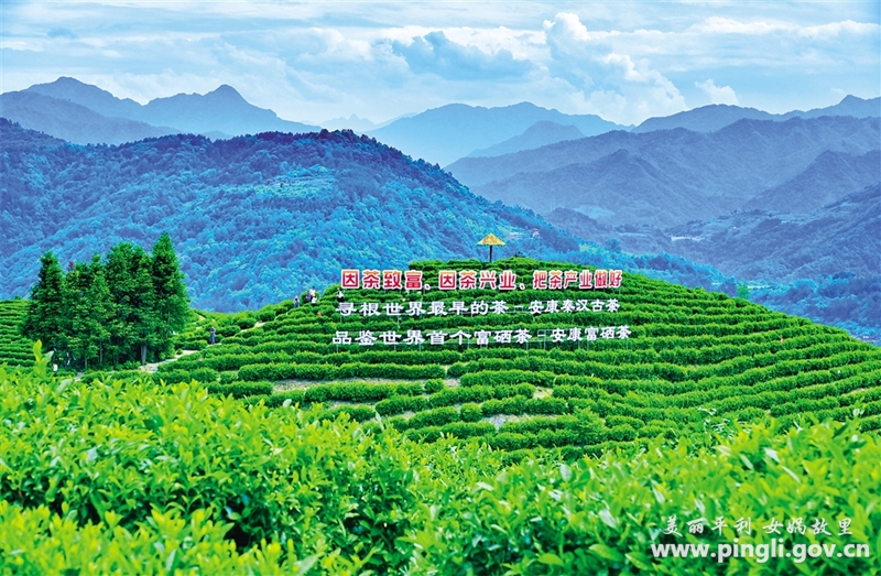 女娲茶富硒绿茶银峰（恩施富硒茶属于什么茶）-硒宝网