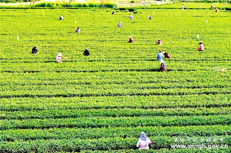 女娲茶富硒绿茶银峰（恩施富硒茶属于什么茶）-硒宝网