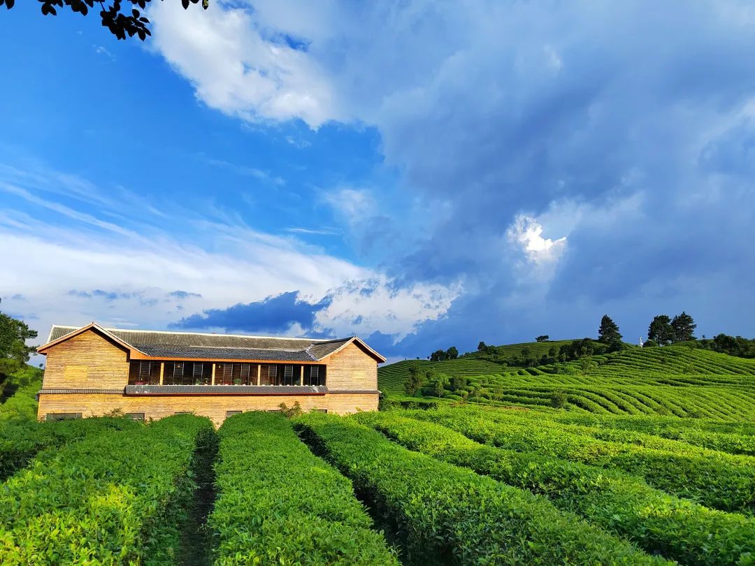 开阳富硒茶贵阳购买(贵阳茶购买富硒开阳茶多少钱)-硒宝网