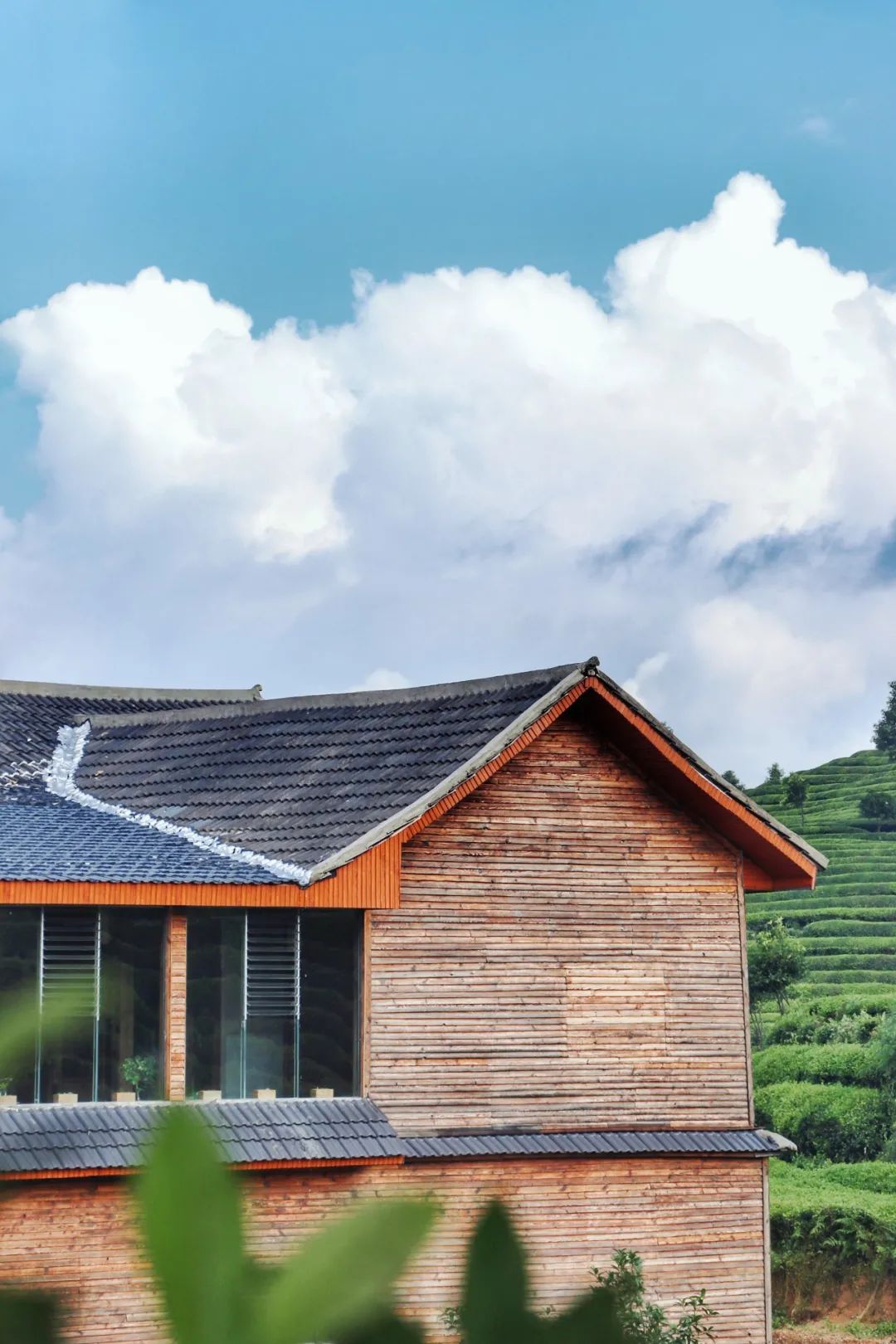 开阳富硒茶贵阳购买(贵阳茶购买富硒开阳茶多少钱)-硒宝网