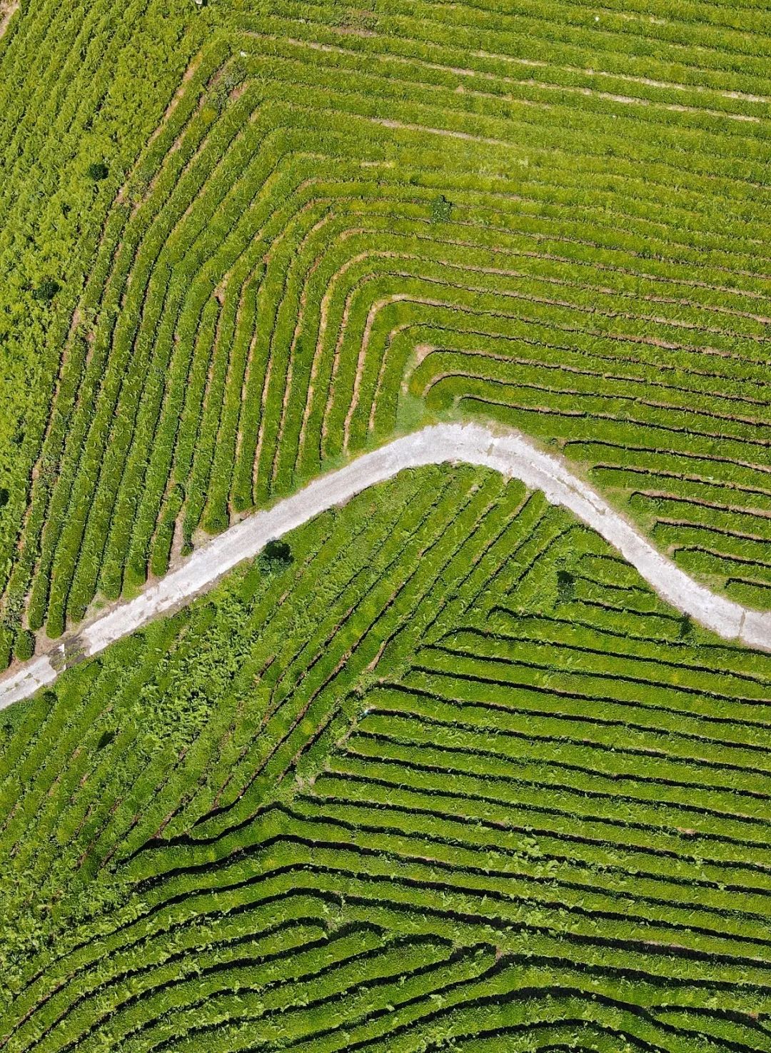 开阳富硒茶贵阳购买(贵阳茶购买富硒开阳茶多少钱)-硒宝网