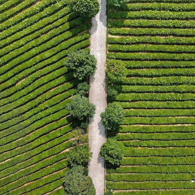 开阳富硒茶贵阳购买(贵阳茶购买富硒开阳茶多少钱)-硒宝网