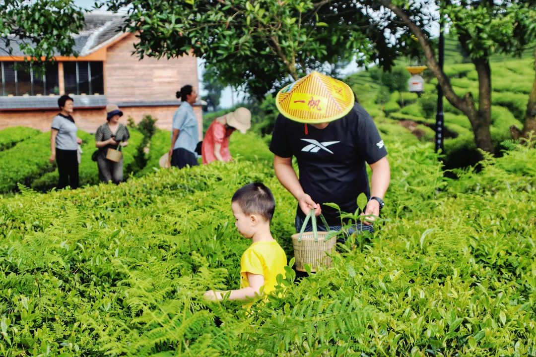 开阳富硒茶贵阳购买(贵阳茶购买富硒开阳茶多少钱)-硒宝网
