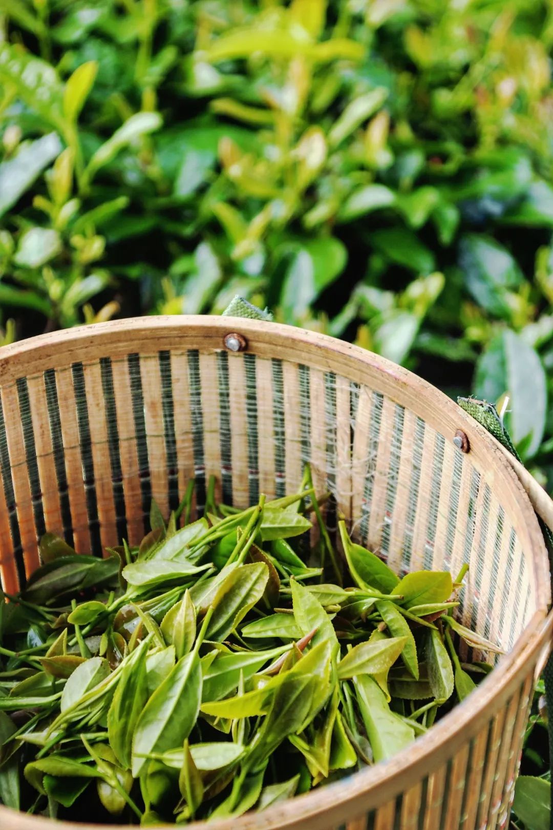 开阳富硒茶贵阳购买(贵阳茶购买富硒开阳茶多少钱)-硒宝网