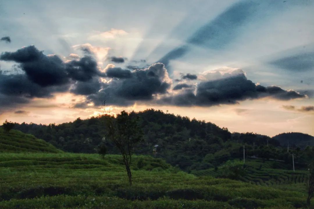 开阳富硒茶贵阳购买(贵阳茶购买富硒开阳茶多少钱)-硒宝网