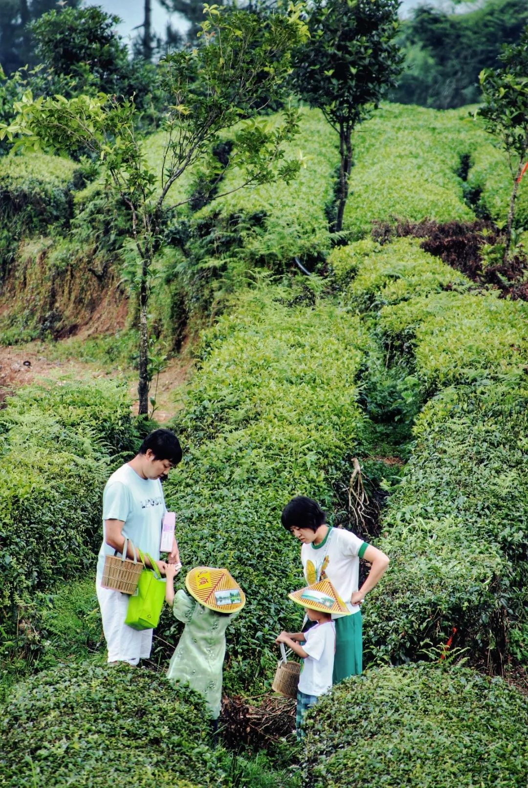 开阳富硒茶贵阳购买(贵阳茶购买富硒开阳茶多少钱)-硒宝网