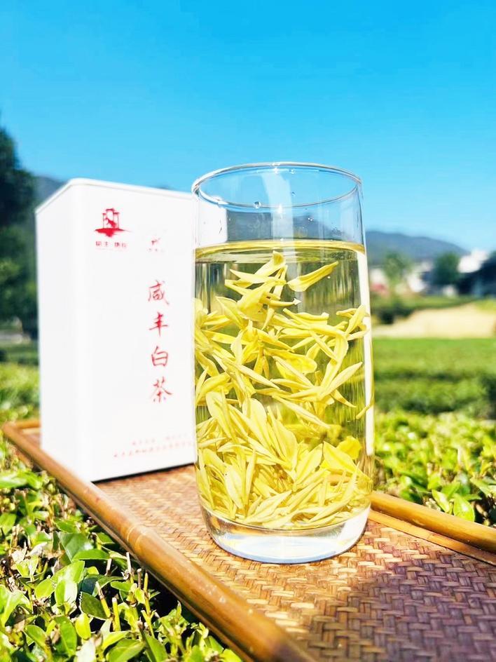 恩施毛尖富硒茶价格(湖北恩施的富硒茶叶)-硒宝网