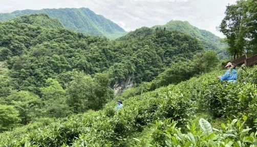 紫阳富硒茶冲泡之后(紫阳富硒茶的泡法及水温)-硒宝网