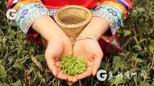 开阳富硒茶贵阳购买(贵州开阳富硒茶叶价格)-硒宝网