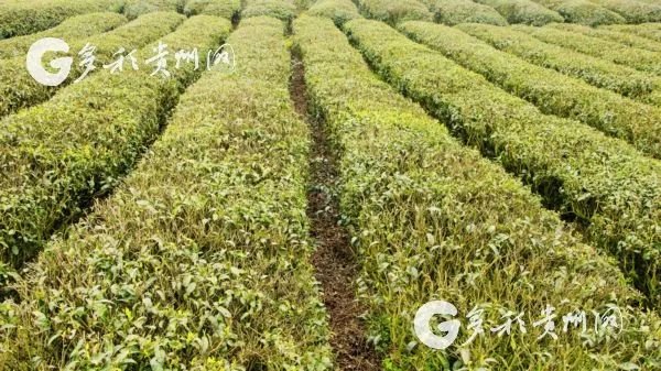 开阳富硒茶贵阳购买(贵州开阳富硒茶叶价格)-硒宝网