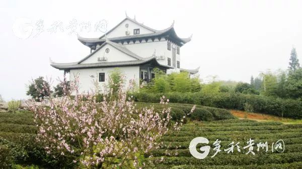 开阳富硒茶贵阳购买(贵州开阳富硒茶叶价格)-硒宝网