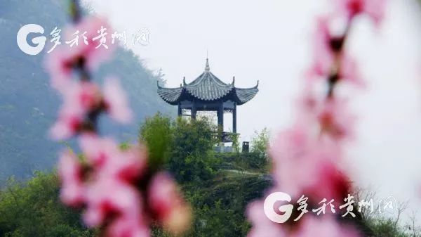 开阳富硒茶贵阳购买(贵州开阳富硒茶叶价格)-硒宝网