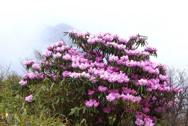 紫阳富硒茶采摘过程（紫阳富硒茶山）-硒宝网