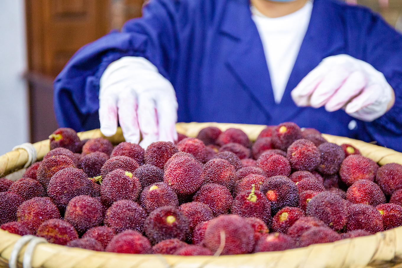 紫阳富硒茶采摘过程（紫阳富硒茶山）-硒宝网