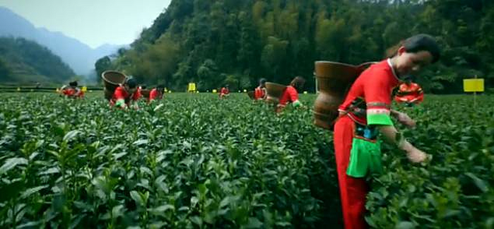 恩施富硒茶 哪种好（恩施富硒茶市场定位分析）-硒宝网